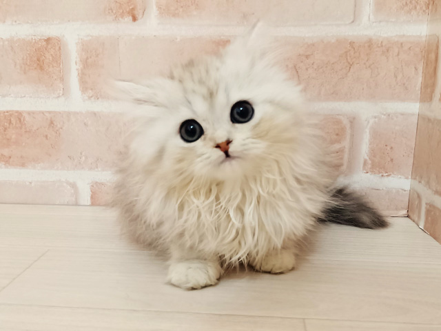 埼玉県のペルシャ (ペッツファースト春日部店/2025年11月1日生まれ/男の子/チンチラシルバー)の子猫の1枚目の画像