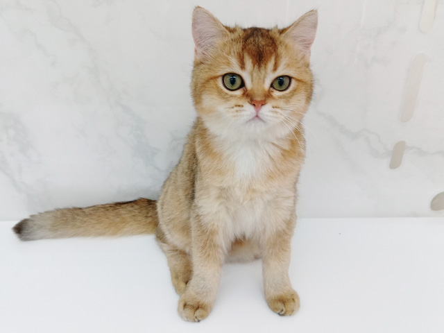 東京都のブリティッシュショートヘアー (ペッツファーストビバホーム豊洲店/2025年11月9日生まれ/男の子/ブラックゴールデンシェーデット)の子猫の1枚目の画像