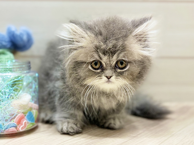 大阪府のペルシャ (ペッツファーストららぽーと門真店/2025年11月11日生まれ/男の子/ブルータビー)の子猫の1枚目の画像