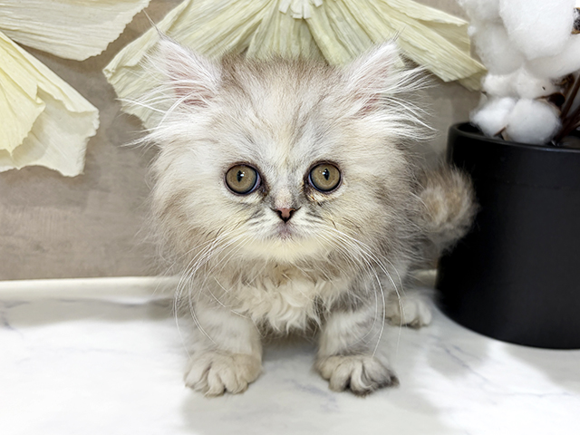 兵庫県のペルシャ (ペッツファースト神戸三宮センター街店/2025年11月11日生まれ/女の子/シルバーパッチドタビー)の子猫の1枚目の画像