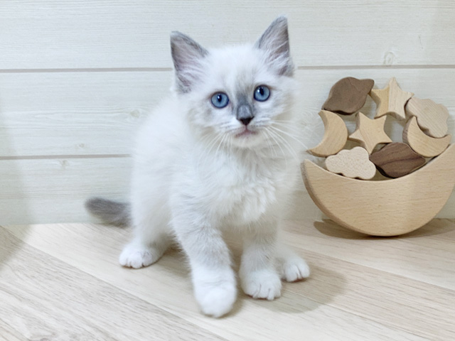 鳥取県のラグドール (ペッツファースト日吉津店/2025年11月11日生まれ/女の子/ブルーポイントミテッド)の子猫