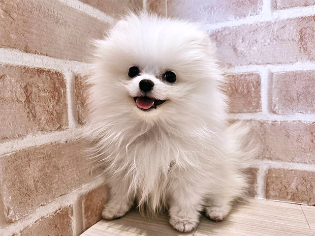 神奈川県のポメラニアン (ペッツファースト秦野店/2025年11月9日生まれ/女の子/クリームホワイト)の子犬の1枚目の画像