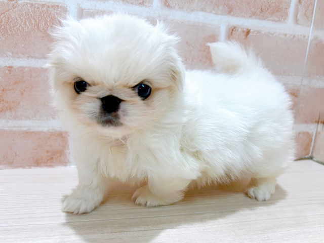 神奈川県のペキニーズ (ペッツファースト秦野店/2025年11月10日生まれ/女の子/クリームホワイト)の子犬の1枚目の画像