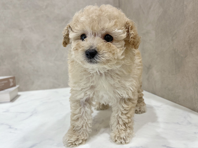 東京都のトイプードル(ティーカップ) (ペッツファースト新宿店/2025年11月11日生まれ/男の子/アプリコット)の子犬の1枚目の画像
