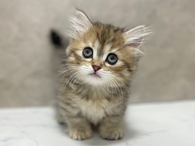 東京都のミヌエット (ペッツファースト池袋店/2025年11月11日生まれ/女の子/ブラウンパッチドタビーホワイト)の子猫の1枚目の画像