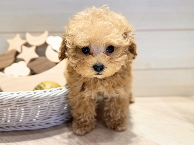 群馬県のトイプードル(タイニー) (ペッツファースト高崎店/2025年10月27日生まれ/女の子/アプリコット)の子犬の1枚目の画像