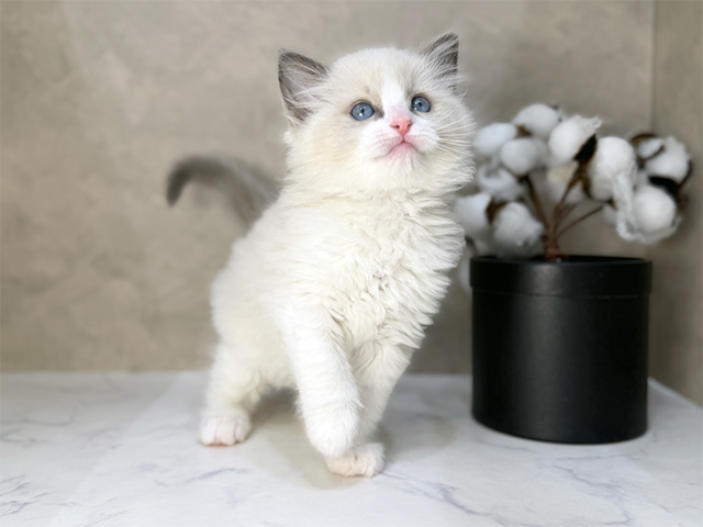 東京都のラグドール (ペッツファーストららぽーと立川立飛店/2025年11月11日生まれ/男の子/ブルーポイントバイカラー)の子猫の1枚目の画像