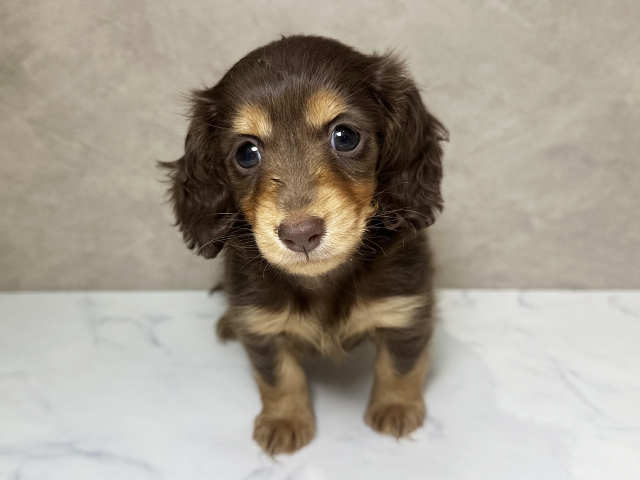 福岡県のカニンヘンダックスフンド(ロング) (ペッツファースト福津店/2025年11月11日生まれ/女の子/チョコレートタン)の子犬