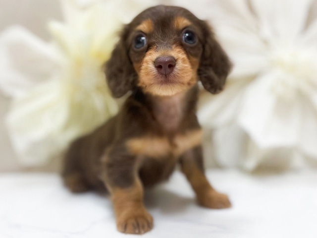 東京都のカニンヘンダックスフンド(ロング) (ペッツファースト恵比寿店/2025年11月11日生まれ/女の子/チョコレートタン)の子犬の1枚目の画像