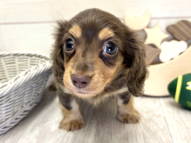 愛知県のカニンヘンダックスフンド(ロング) (ペッツファースト大高店/2025年11月11日生まれ/男の子/チョコレートタン)の子犬の1枚目の画像