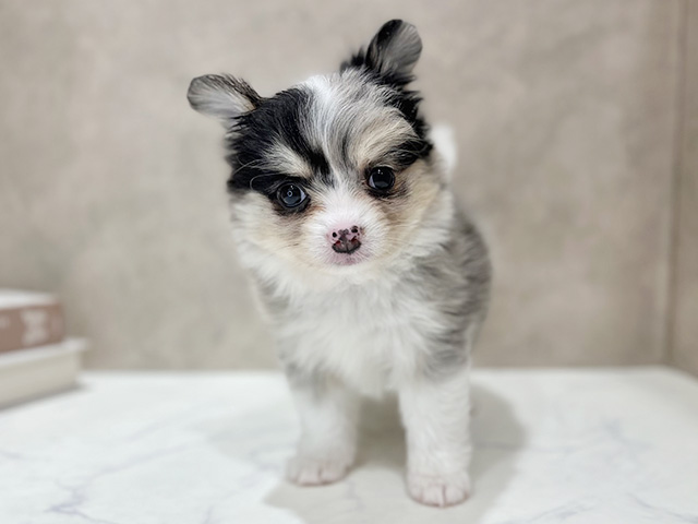 東京都のポメチワ/チワポメ/ポメチー(ポメラニアン×チワワ) (ペッツファースト新宿店/2025年11月11日生まれ/女の子/ブルーマール)の子犬の1枚目の画像