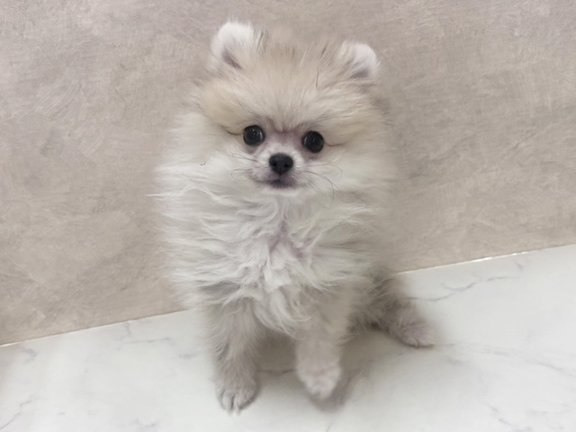 2025年11月11日生まれのポメラニアン