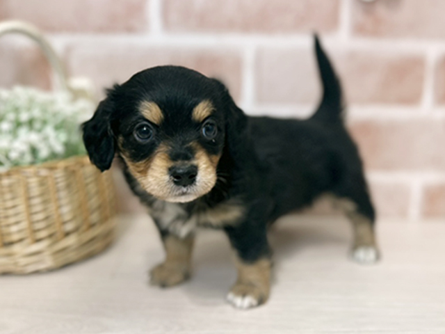 埼玉県のチワックス(チワワ×ダックス) (ペッツファースト入間店/2025年11月11日生まれ/男の子/ブラックタン)の子犬の1枚目の画像