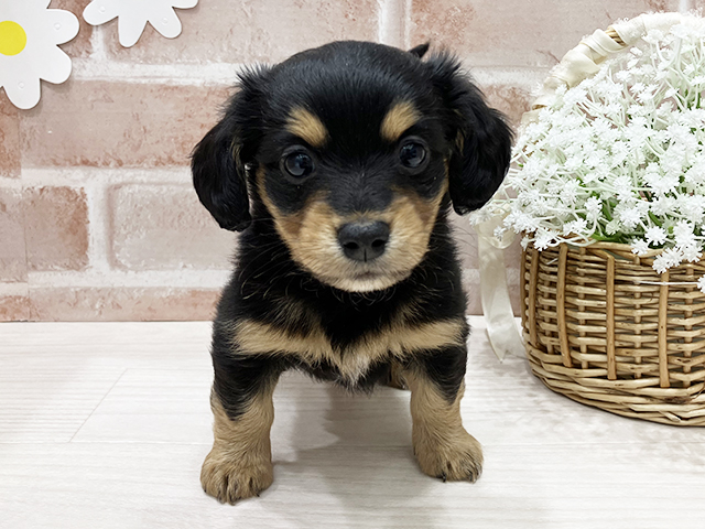 福岡県のチワックス(チワワ×ダックス) (ペッツファースト筑紫野店/2025年11月11日生まれ/男の子/ブラックタン)の子犬の1枚目の画像