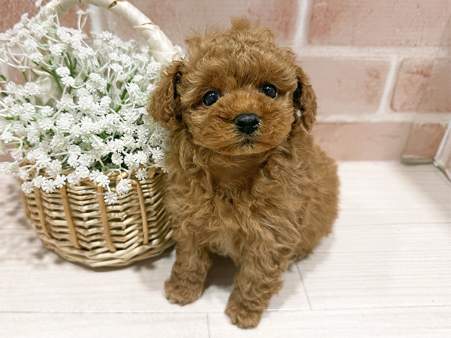 東京都のトイプードル(タイニー) (ペッツファースト町田店/2025年11月11日生まれ/女の子/レッド)の子犬