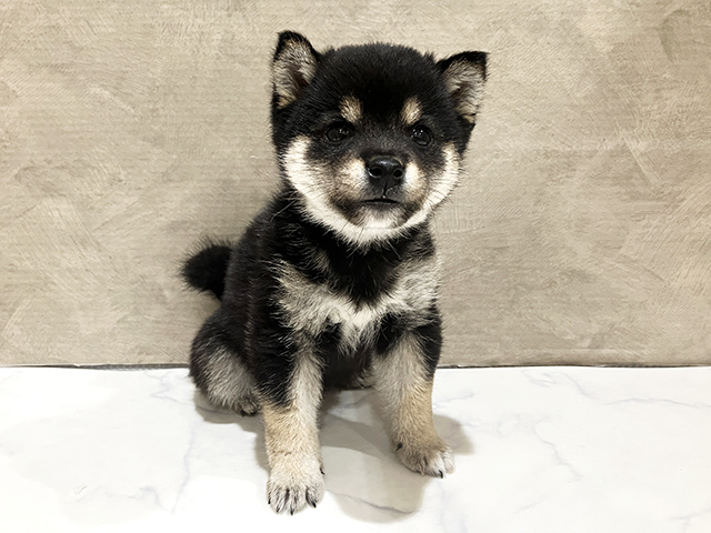 東京都の豆柴 (ペッツファースト中野店/2025年11月11日生まれ/男の子/黒)の子犬の1枚目の画像