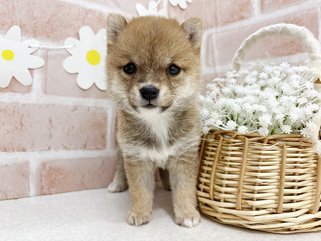東京都の豆柴 (ペッツファーストお台場店/2025年11月11日生まれ/女の子/赤)の子犬