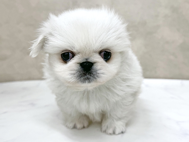 東京都のペキニーズ (ペッツファースト八王子多摩美大前店/2025年11月11日生まれ/男の子/ホワイト)の子犬