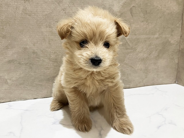 東京都のポメプー(ポメラニアン×プードル) (ペッツファースト中野店/2025年11月11日生まれ/男の子/クリーム)の子犬の1枚目の画像