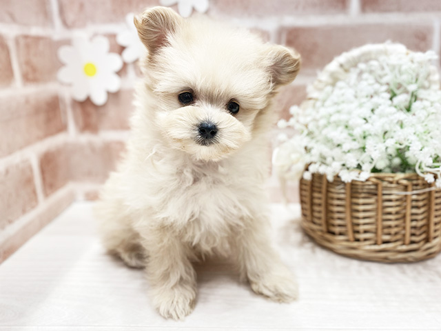 福岡県のポメプー(ポメラニアン×プードル) (ペッツファースト筑紫野店/2025年11月10日生まれ/男の子/クリーム)の子犬の1枚目の画像