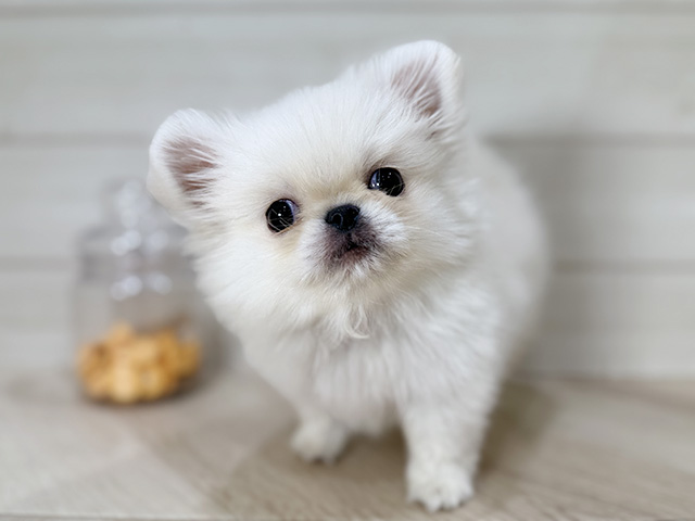 ポメラニアンミックス