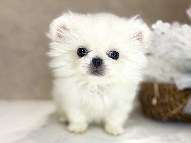 大阪府のペキポメ/ポメペキ(ペキニーズ×ポメラニアン) (ペッツファースト茶屋町店/2025年11月7日生まれ/男の子/ホワイトクリーム)の子犬