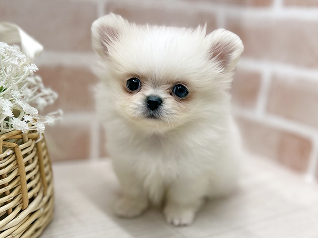 大阪府のペキポメ/ポメペキ(ペキニーズ×ポメラニアン) (ペッツファースト茨木店/2025年11月7日生まれ/女の子/ホワイトクリーム)の子犬