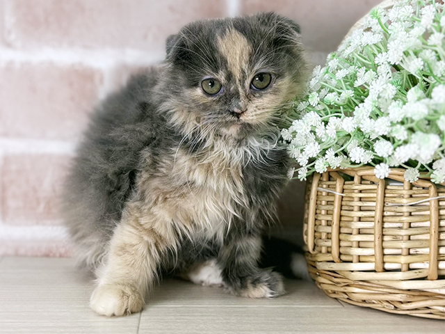 京都府のスコティッシュフォールド (ペッツファースト京都店/2025年11月5日生まれ/女の子/ブルーパッチドタビーホワイト)の子猫の1枚目の画像