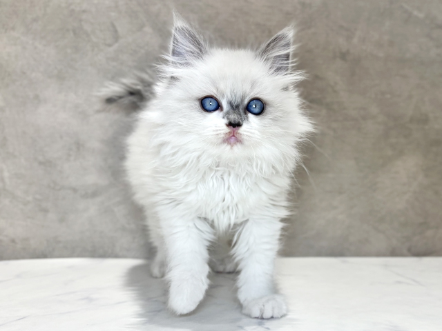 東京都のラグドール (ペッツファースト神楽坂店/2025年11月9日生まれ/女の子/ブルーポイントミテッド)の子猫の1枚目の画像