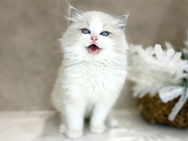 大阪府のラグドール (ペッツファースト茶屋町店/2025年11月3日生まれ/女の子/ブルーポイントバイカラー)の子猫