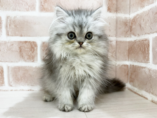 エキゾチック, 性別 男の子, 誕生日 2025/11/08, 毛色 シルバータビー, 出身 兵庫県, 店舗 for cats横浜元町店(神奈川県), お問い合わせ番号 2554385