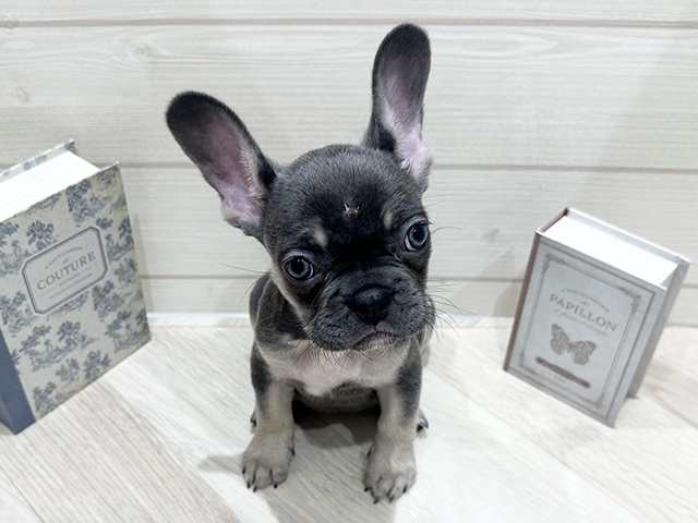 愛知県のフレンチブルドッグ (ペッツファースト岡崎店/2025年11月10日生まれ/女の子/ブルータン)の子犬の1枚目の画像