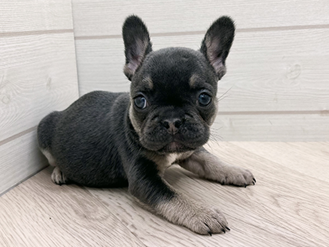 東京都のフレンチブルドッグ (ペッツファースト渋谷店/2025年11月10日生まれ/女の子/ブルータン)の子犬