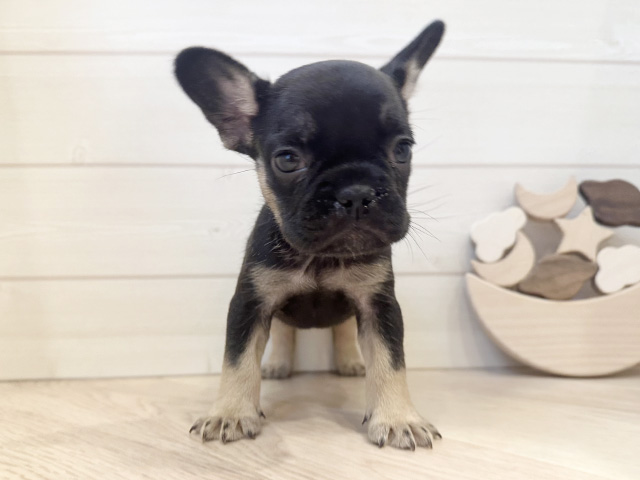 東京都のフレンチブルドッグ (ペッツファースト麻布十番店/2025年11月11日生まれ/女の子/ブラックタン)の子犬