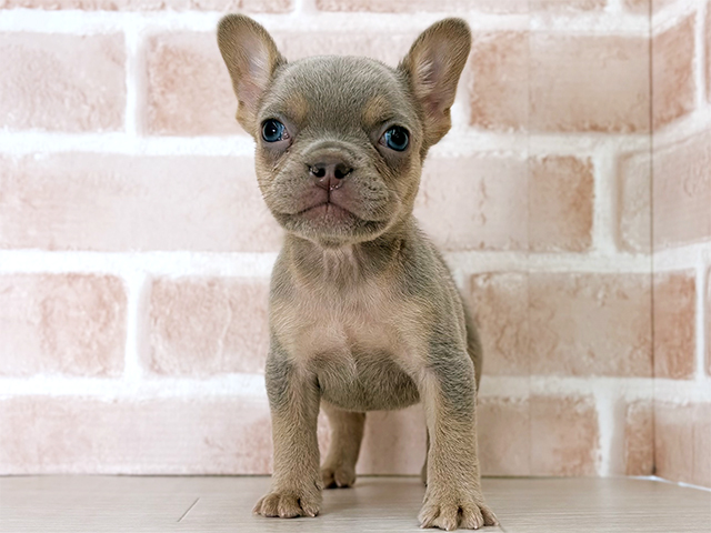 フレンチブルドッグ