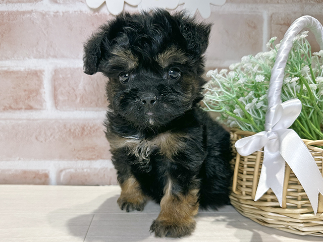 2025年11月11日生まれのハーフ犬・ミックス犬