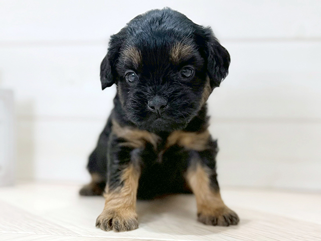 大阪府のハーフ犬・ミックス犬 (ペッツファースト梅田店/2025年11月11日生まれ/女の子/ブラックタン)の子犬