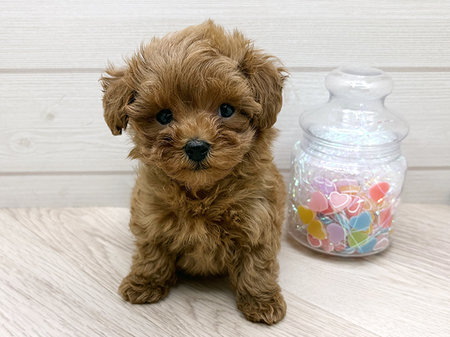 東京都のトイプードル(タイニー) (ペッツファースト渋谷店/2025年11月11日生まれ/男の子/レッド)の子犬