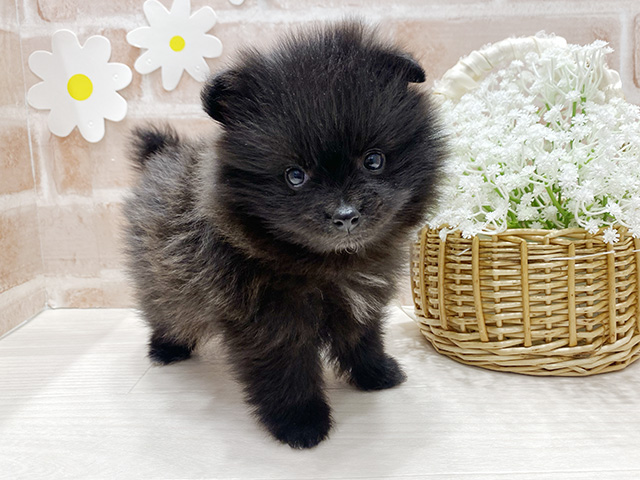 福岡県のポメラニアン (ペッツファースト筑紫野店/2025年11月11日生まれ/女の子/ブラック)の子犬の1枚目の画像