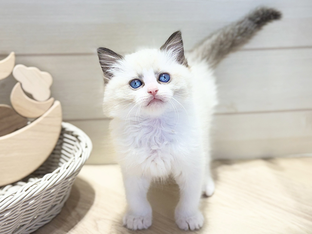 群馬県のラグドール (ペッツファースト高崎店/2025年11月11日生まれ/男の子/シールポイントバイカラー)の子猫の1枚目の画像