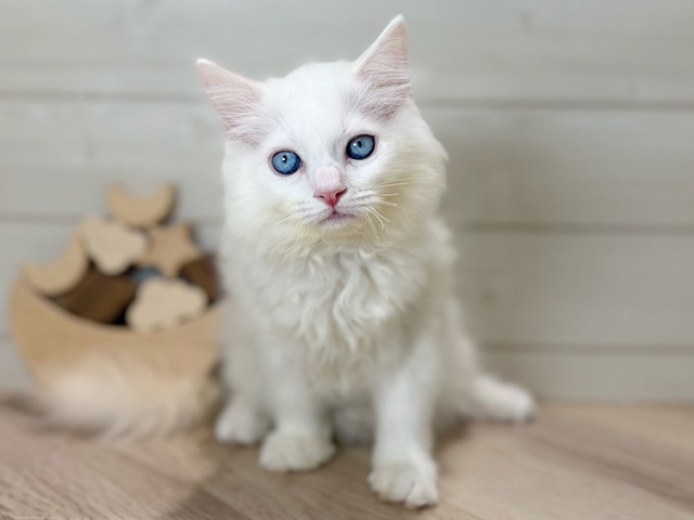 東京都のネヴァマスカレード (ペッツファースト吉祥寺本店/2025年10月30日生まれ/男の子/レッドポイント)の子猫の1枚目の画像