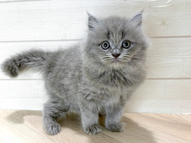 埼玉県のサイベリアン (ペッツファーストレイクタウン店/2025年11月12日生まれ/女の子/ブルー)の子猫の1枚目の画像