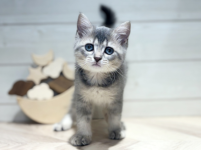 東京都のブリティッシュショートヘアー (ペッツファースト吉祥寺本店/2025年11月6日生まれ/女の子/ブルーゴールデン)の子猫の1枚目の画像