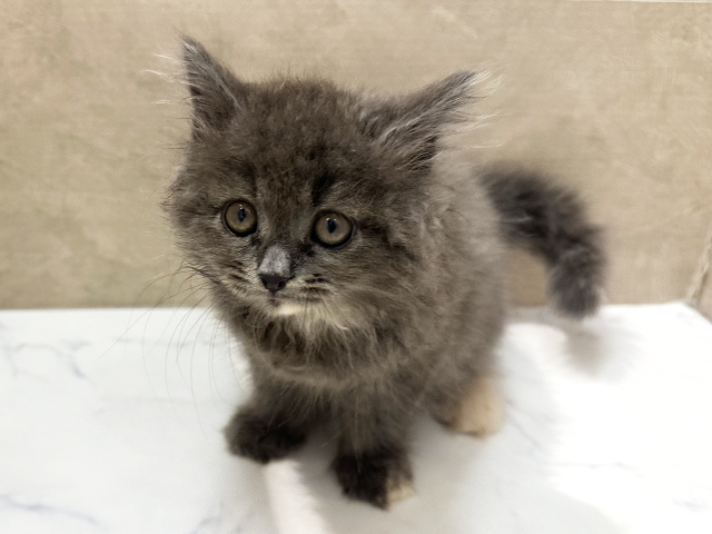 福岡県のサイベリアン (ペッツファースト福津店/2025年11月6日生まれ/女の子/ブルークリーム)の子猫