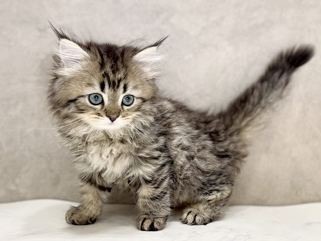 千葉県のサイベリアン (ペッツファーストおゆみ野店/2025年11月12日生まれ/女の子/ブラウンタビー)の子猫の1枚目の画像