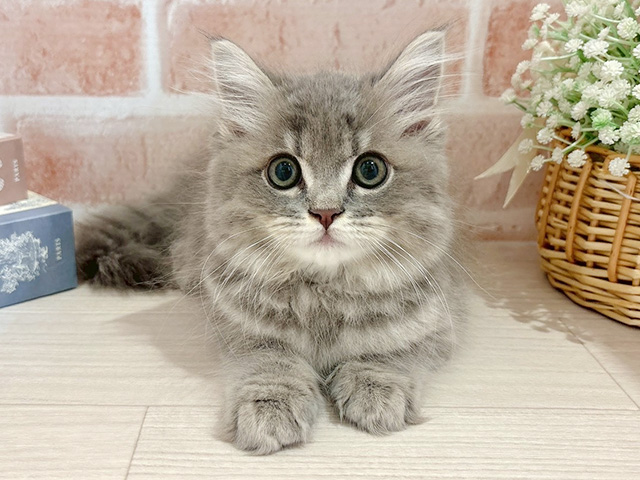 東京都のサイベリアン (ペッツファースト自由が丘店/2025年11月1日生まれ/男の子/ブルータビー)の子猫の1枚目の画像