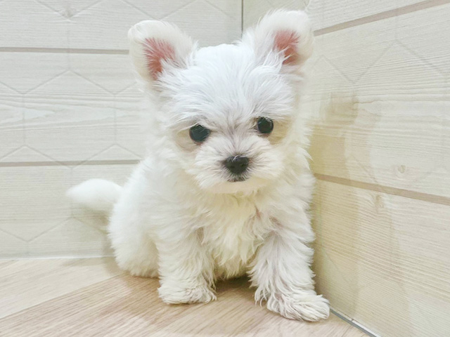東京都のチワマル/マルチワ(チワワ×マルチーズ) (ペッツファースト吉祥寺サンロード店/2025年11月12日生まれ/女の子/ホワイトクリーム)の子犬の1枚目の画像