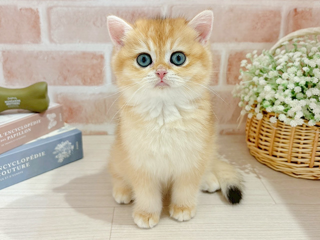 東京都のブリティッシュショートヘアー (ペッツファースト自由が丘店/2025年11月12日生まれ/男の子/チンチラゴールデン)の子猫の1枚目の画像