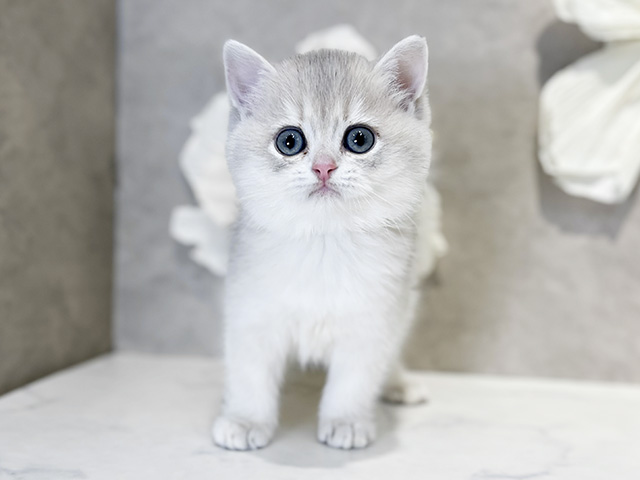 東京都のブリティッシュショートヘアー (ペッツファースト下北沢店/2025年11月10日生まれ/女の子/ブルーゴールデン)の子猫の1枚目の画像