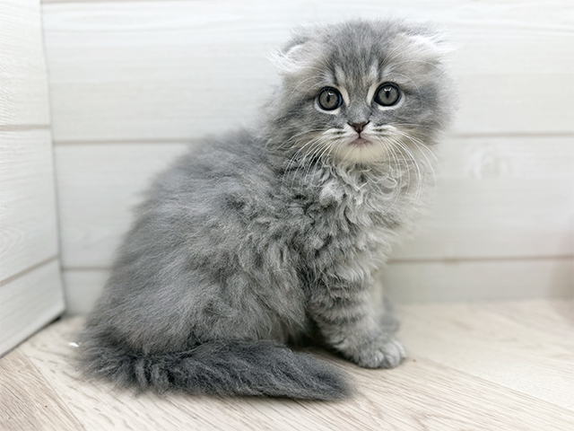 東京都のスコティッシュフォールド (ペッツファースト渋谷店/2025年11月7日生まれ/女の子/ブルータビー)の子猫の1枚目の画像